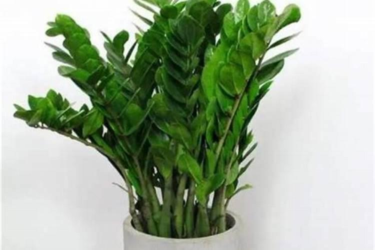 用什么养护绿植长得枝繁叶茂