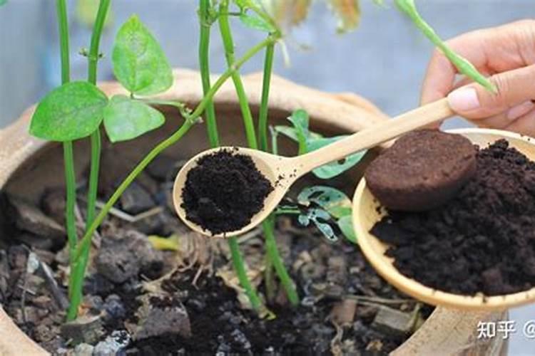 绿植施肥用什么肥料最好