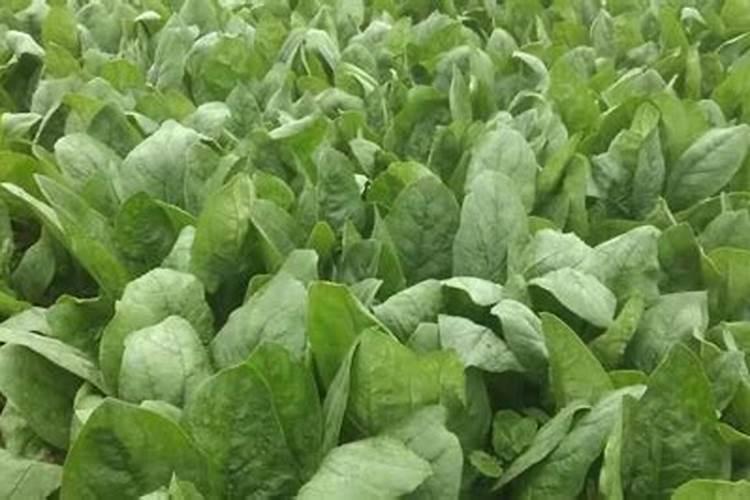 夏菠菜怎样施叶面肥