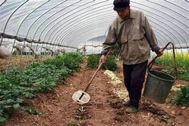 青菜种下去以后,具体怎么施肥呢？