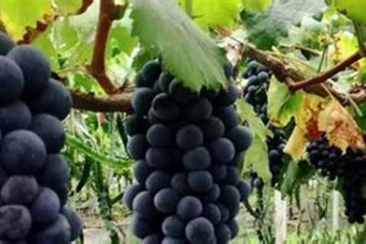 葡萄树最佳的施肥时间 葡萄树什么时候施肥好