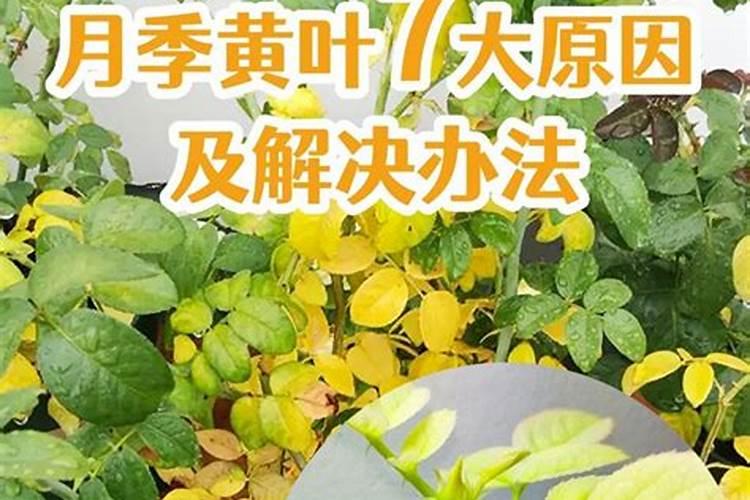 月季花施肥多了叶子黄了怎么办？
