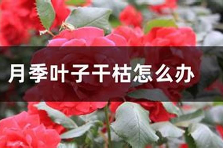 月季底肥放多了,现在叶子发黄干枯怎么办？