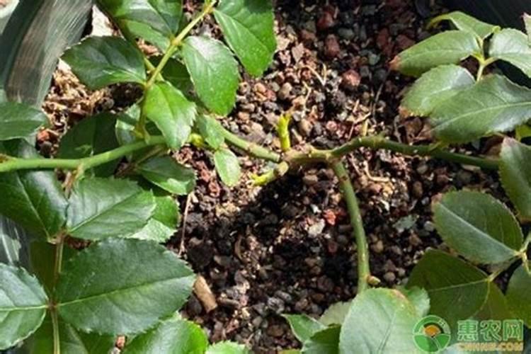 月季施肥过多烧根了怎么办？