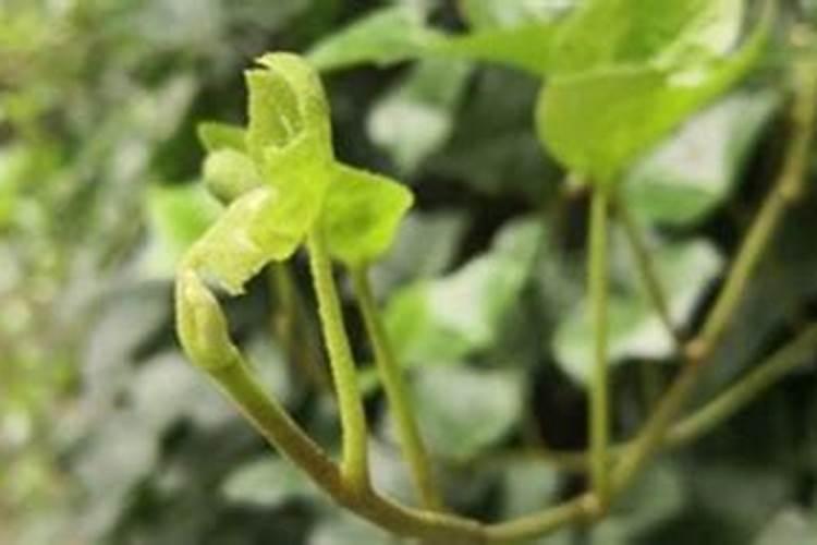 常春藤施肥用什么肥料？