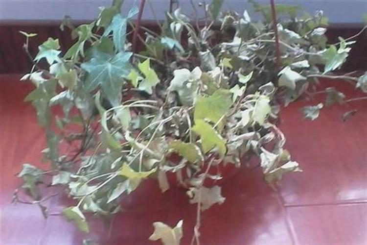 常春藤浇什么肥最好