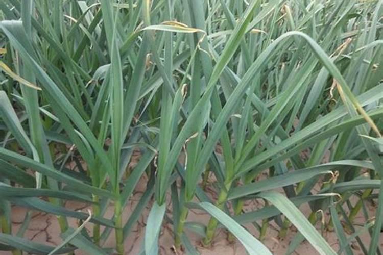 气温下降还能给大蒜打叶面肥吗？