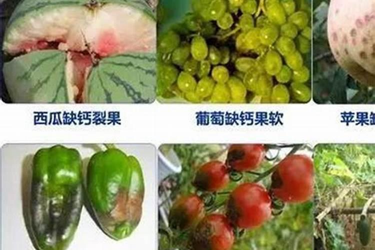 植物钙肥怎么吸收的呢？