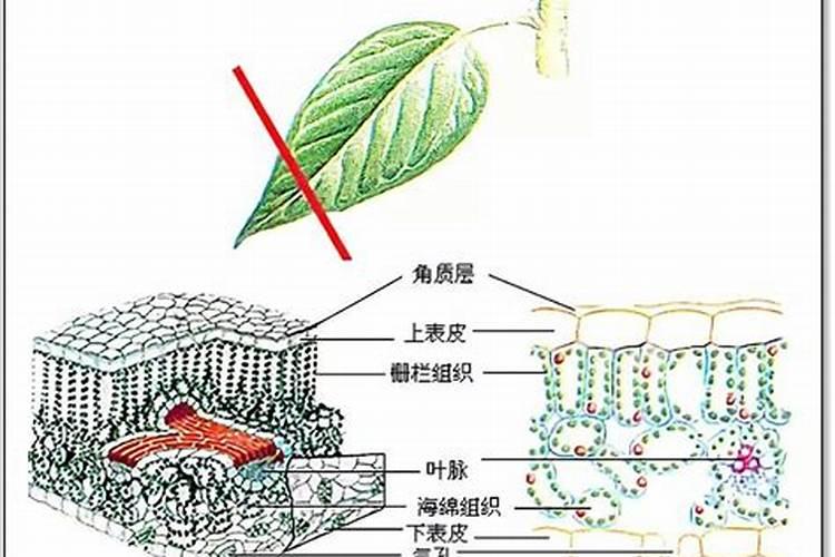 钙肥的植物钙的吸收