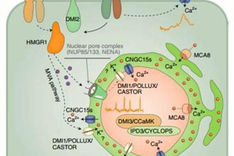 植物对钙的吸收以主动吸收为主对吗