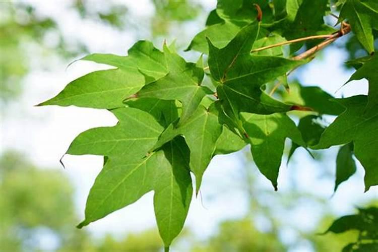 叶面肥云苔素几天喷一次比较好？