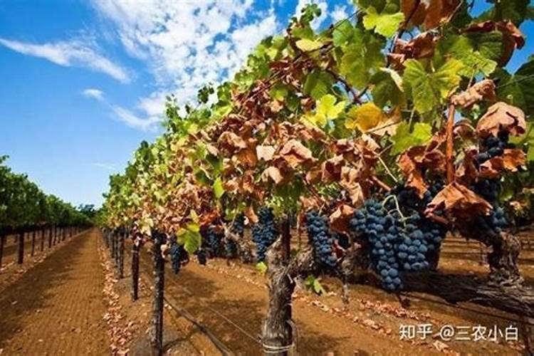 春季葡萄如何施肥？专家教您施肥管理技术,学会就能吃大串甜葡萄