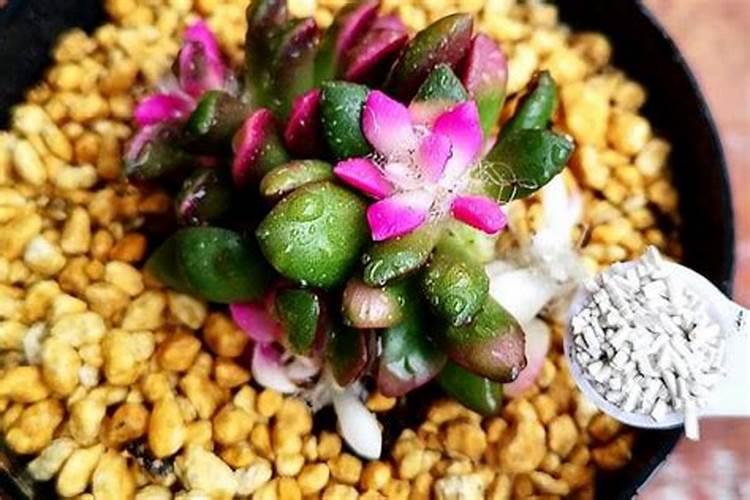 多肉需要上磷肥吗为什么？