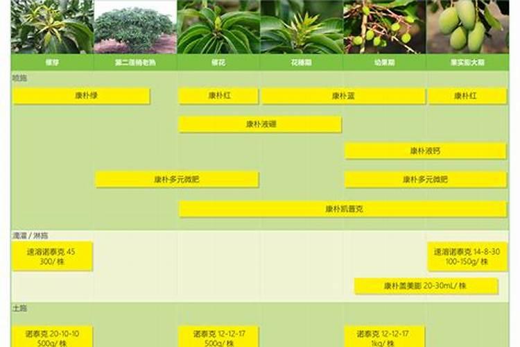 芒果怎么施钙肥最好？