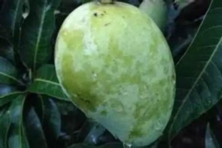 一种芒果露水斑防治方法