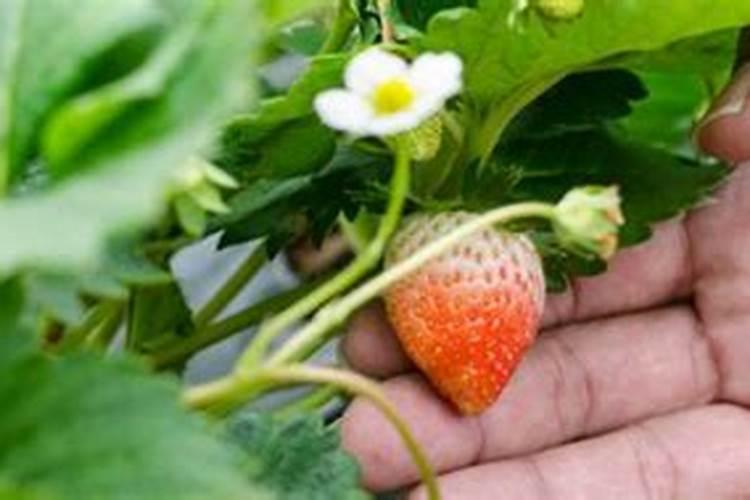 草莓种植后提前开花怎么办