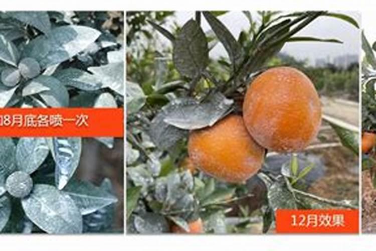 柑橘预防太阳果最好的调节剂