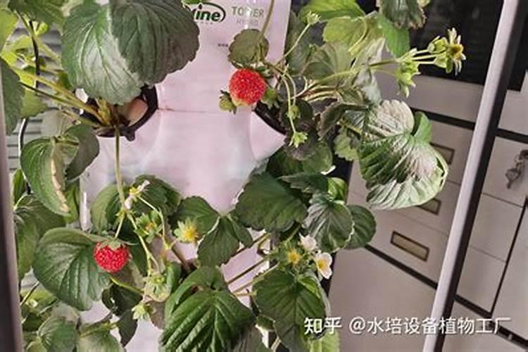 水培草莓的专用肥配方