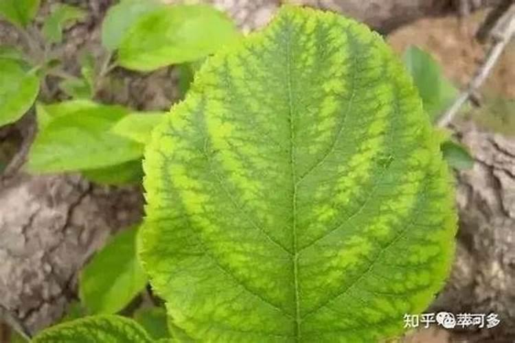 果树钙肥过多是什么症状表现？