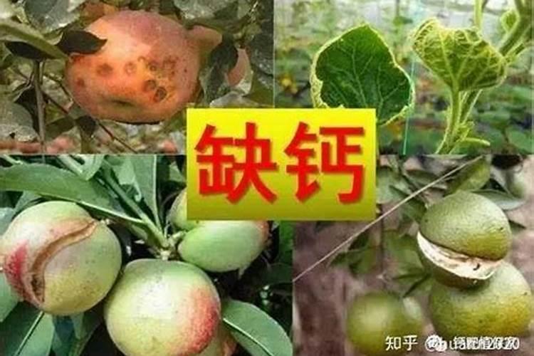 果树怎样补钙 缺钙有什么表现呢