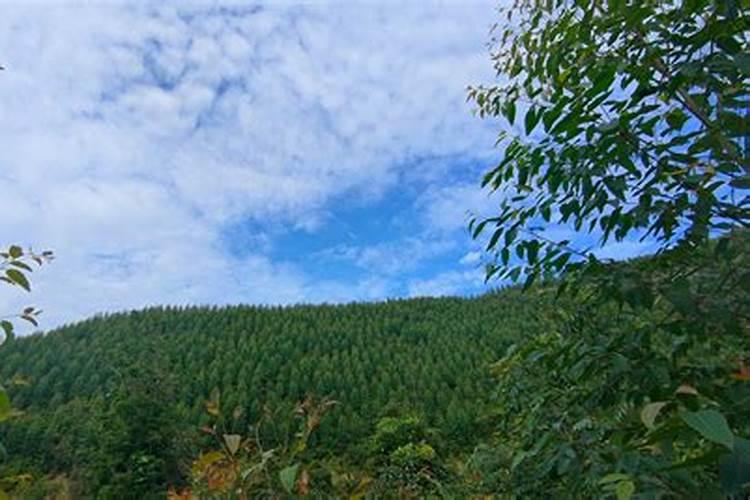 桉树幼苗施什么肥