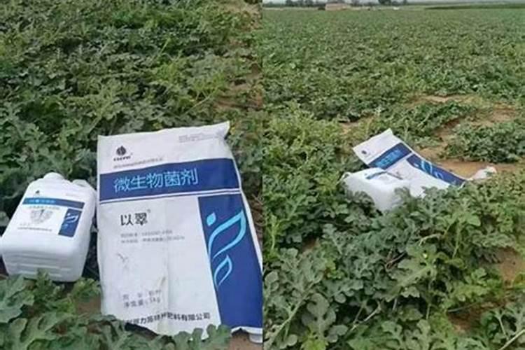 西瓜甜瓜专用磷肥好不好用？