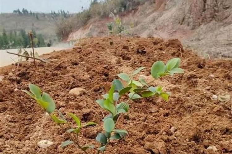 油茶施肥最佳时间是