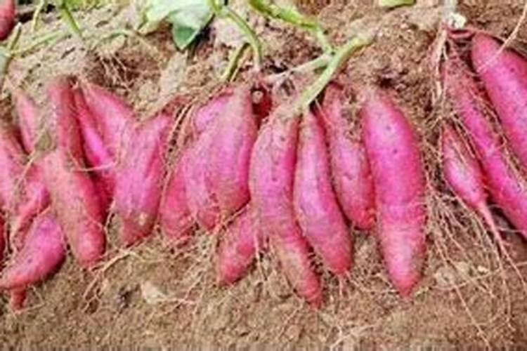 红薯施钾肥能否用草木灰代替？