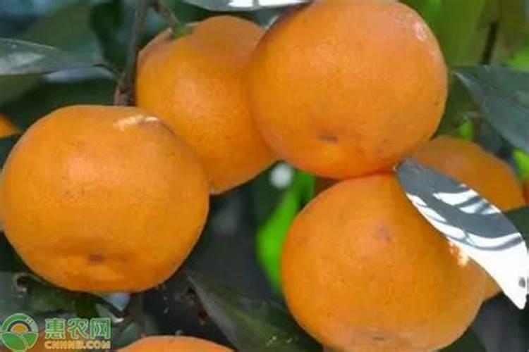 橘子的成熟时间是几月份 橘子几月份成熟
