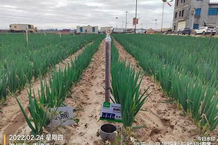 大葱怎么施肥才能高产？