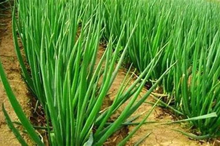 大葱施肥多大的量合适？怎样施肥能让大葱高产