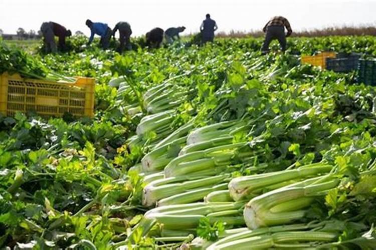 蔬菜也是一种植物,蔬菜前期施哪种肥好？