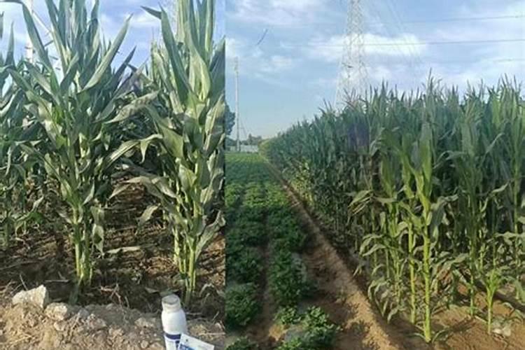 玉米肥料怎样施效果好