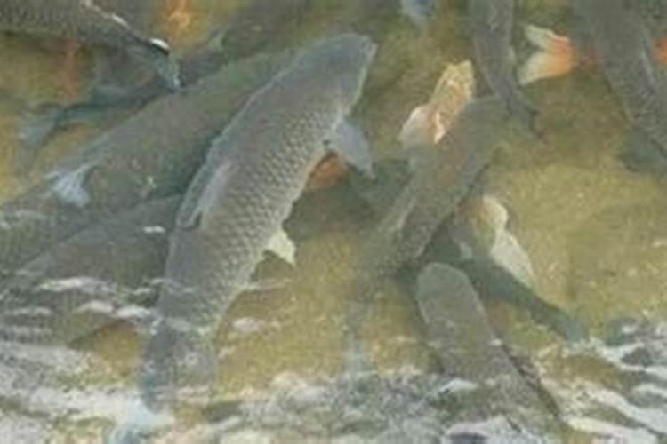 鱼塘下肥碳铵和磷肥怎么用