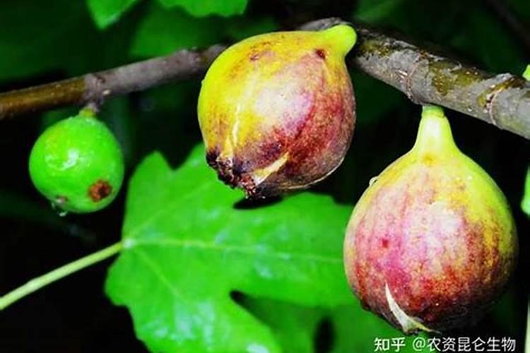 果树无花果坐果膨大素,无花果用什么化肥好？无花果保花保果防裂用...