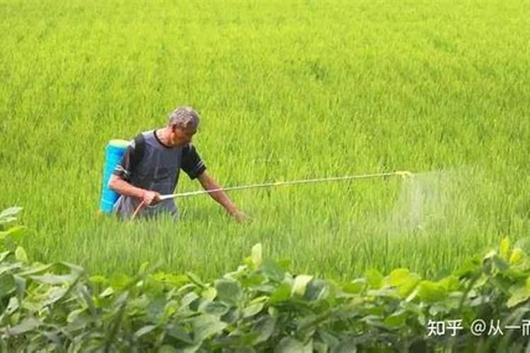 怎样喷射叶面肥效果好一点？