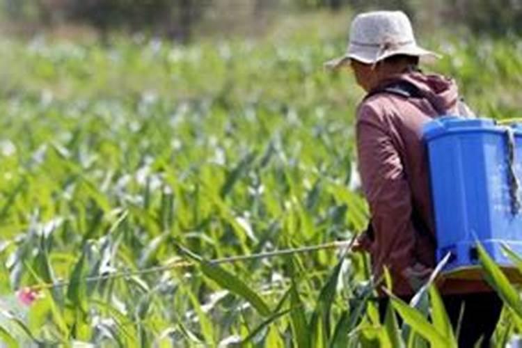 玉米打控旺剂能和叶面肥一起用吗