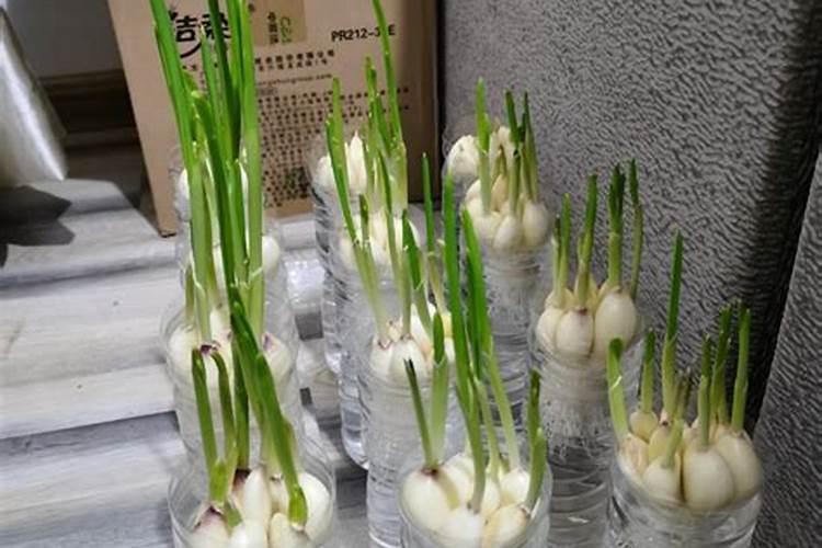 超市了买来的大蒜能种植吗？