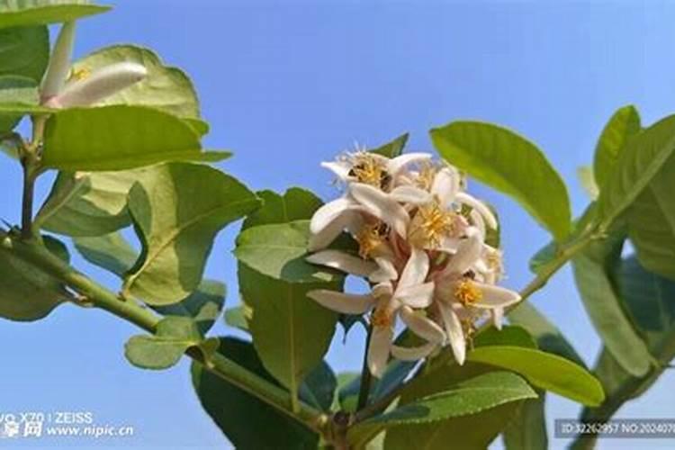 柚子花开太多可以喷叶面肥水吗？