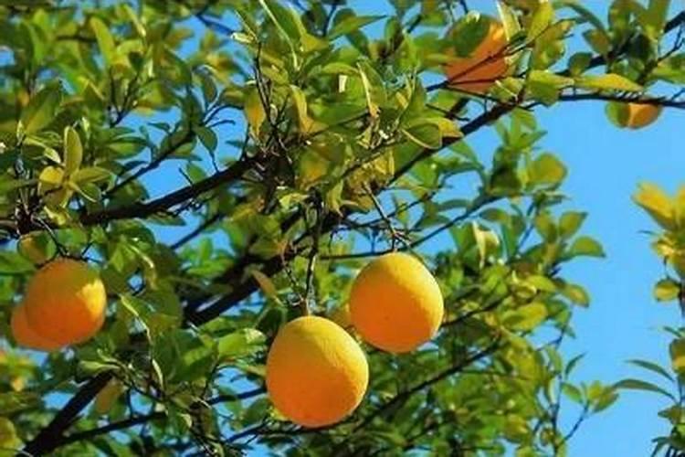柚子树花开太多怎么处理？