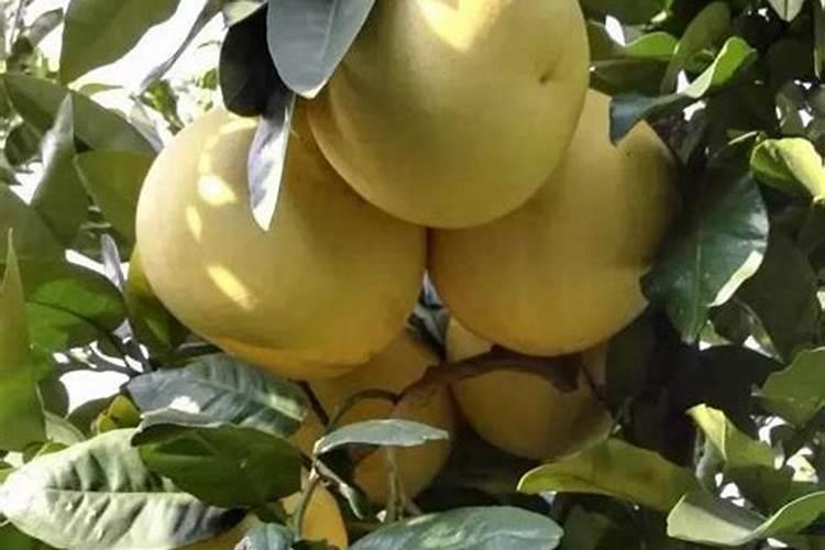 想要提高柚子的座果率,都该掌握哪些管理技巧？