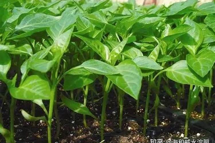 大量元素水溶肥厂家,唐大哥连续2年选择它