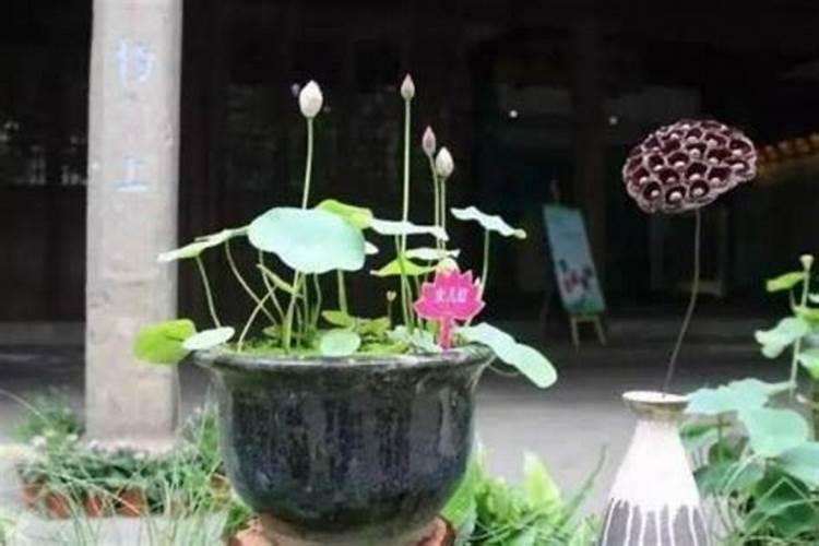 盆栽荷花如何施肥,磷钾肥为主氮肥为辅