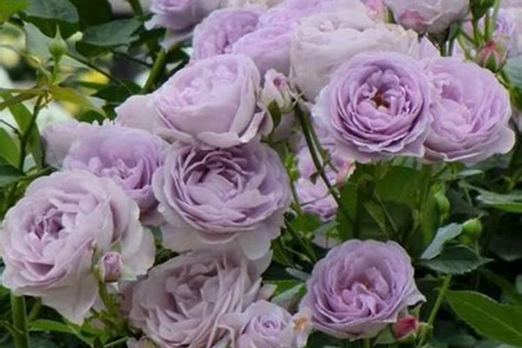 月季夏季水溶肥什么时候用比较好？