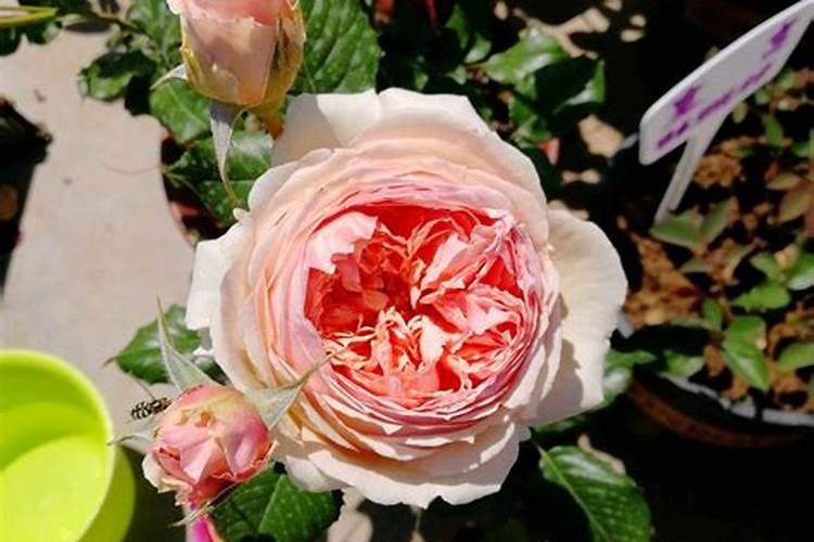 夏季养月季该如何施肥