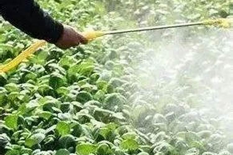 ...这3个时期禁用叶面肥!但是这6种情况必须用叶面肥!