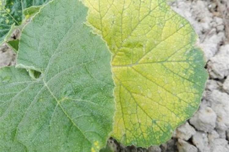 南瓜叶子发黄用什么肥料？