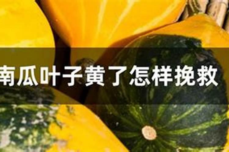 南瓜叶子黄了怎样挽救