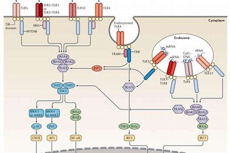 大量元素法与te的区别在于