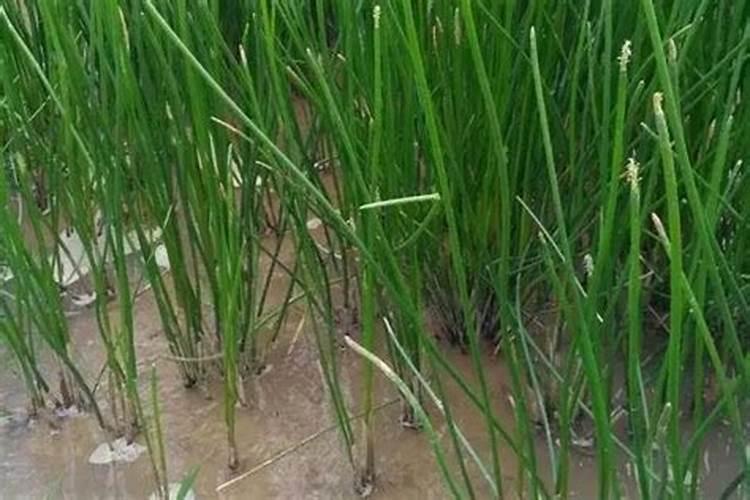 马蹄用什么肥料最大个